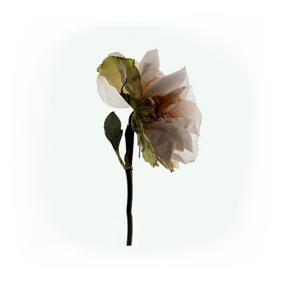 Deodorant Spray: Third Rose